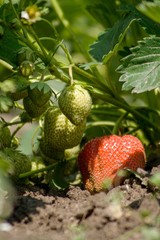 strawberries in the garden