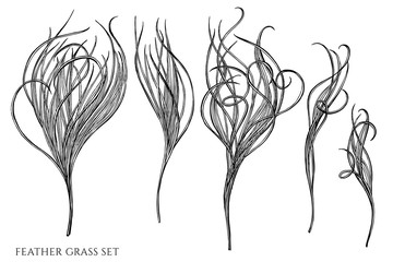 Vector set of hand drawn black and white feather grass