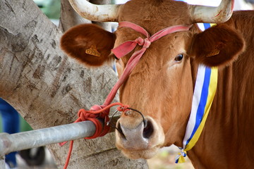 VACA
