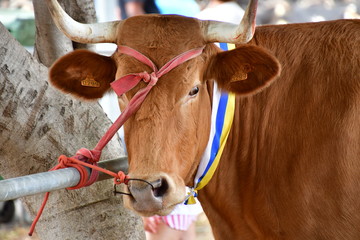 VACA