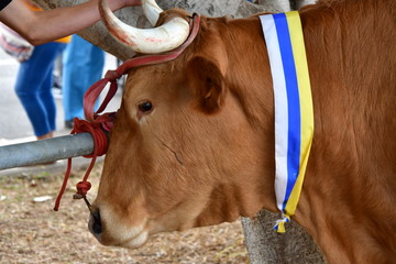VACA