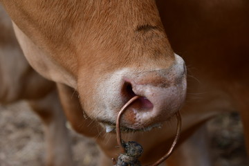 VACA