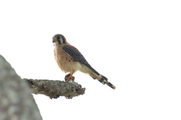 Close up of a male American kestrel (Falco sparverius)