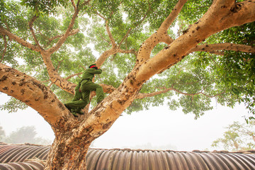 Two Vietnamese soldiers standing on the branches of tree during site visit program.