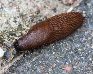 close up of The red slug (Arion rufus), also known as the large red slug, chocolate arion and European red snail, eating leafs in the garden