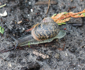 close up of Cornu aspersum, known by the common name garden snail