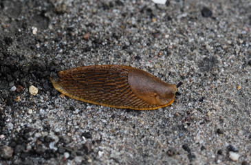 close up of The red slug (Arion rufus), also known as the large red slug, chocolate arion and European red snail, eating leafs in the garden