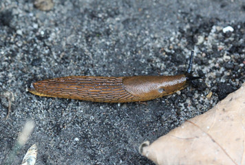 Spanish slug (Arion vulgaris) in the garden