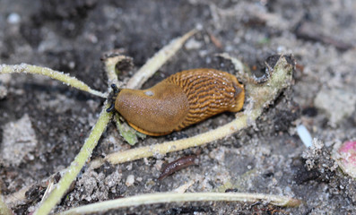 close up of The red slug (Arion rufus), also known as the large red slug, chocolate arion and European red snail, eating leafs in the garden