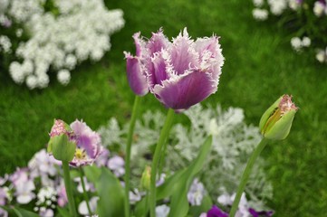 Fototapeta premium Yokohama Park Flowers 03