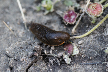 black slug (Arion ater), also known as black arion, European black slug, or large black slug, sitting on a fench in the garden