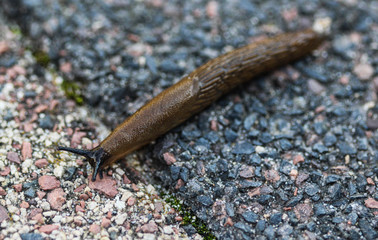 Spanish slug (Arion vulgaris) in the garden