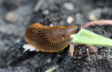 close up of The red slug (Arion rufus), also known as the large red slug, chocolate arion and European red snail, eating leafs in the garden