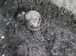 close up of Cornu aspersum, known by the common name garden snail