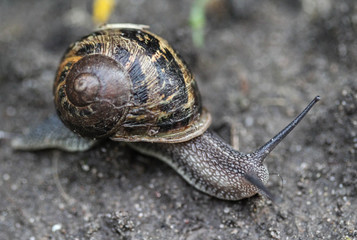 close up of Cornu aspersum, known by the common name garden snail