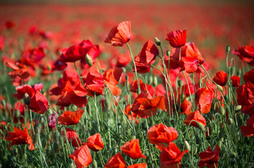 Obraz premium field of poppies on a sunny day 