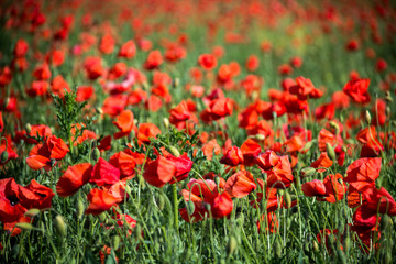Obraz premium field of poppies on a sunny day 