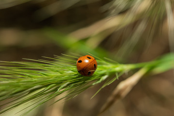Maikäfer auf Gräsern