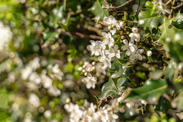 Blossom of the tree as the sign of spring time, selective focus
