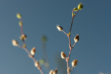 Äste mit Knospen vor Abendhimmel