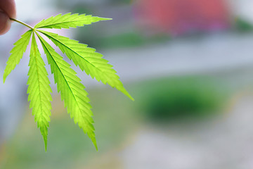 Cannabis leaf macro. Marijuana plat in indoor grow. Hemp leaves, cannabis on a blurred background,...