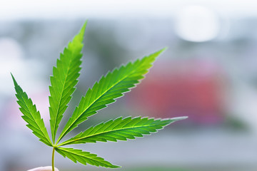 Cannabis leaf macro. Marijuana plat in indoor grow. Hemp leaves, cannabis on a blurred background,...