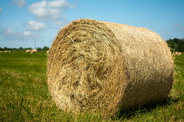 HAY IN THE FIELD BLANKED BY ROLL