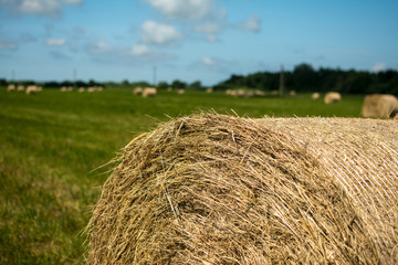 HAY IN THE FIELD BLANKED BY ROLL