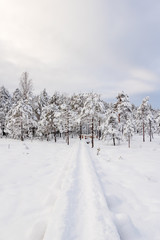 Fototapeta premium Nature trail covered with snow on a freezing winter day in Kangari in Latvia