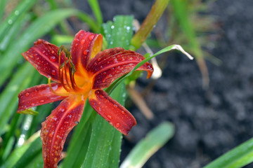 Amarylis flower, full bloom in a tropical botanical garden. Hippeastrum Amaryllis