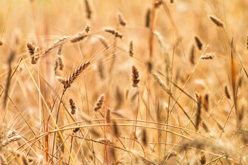 Fototapeta premium field of wheat