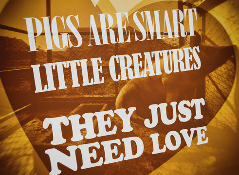 “Pigs are smart little creatures. They just need love". Motivation, poster, quotation, domestic pig, blurred image, dirty.