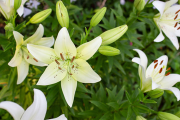 Beautiful white lily flower blossom in the garden