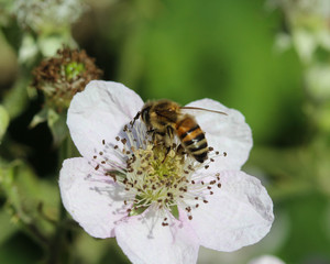 western honey bee or European honey bee (Apis mellifera), on flower collecting nectar