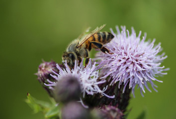 western honey bee or European honey bee (Apis mellifera), on flower collecting nectar