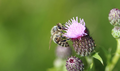 western honey bee or European honey bee (Apis mellifera), on flower collecting nectar