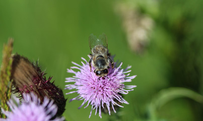 western honey bee or European honey bee (Apis mellifera), on flower collecting nectar