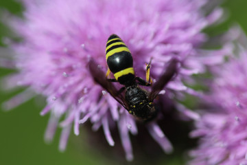 Doros profuges, a Palearctic species of hoverfly