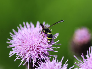 Doros profuges, a Palearctic species of hoverfly