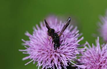 Doros profuges, a Palearctic species of hoverfly