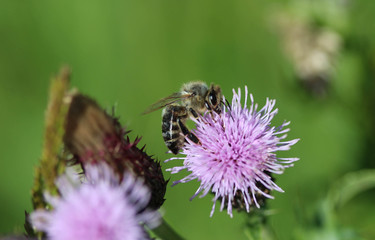 western honey bee or European honey bee (Apis mellifera), on flower collecting nectar