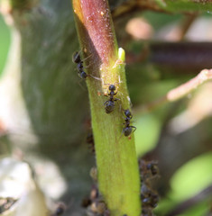 black garden ant colony (Lasius niger), made a nest in a plant in the garden