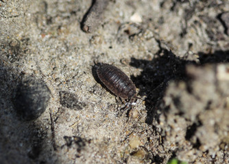 Porcellio scaber otherwise known as the common rough woodlouse or simply rough woodlouse