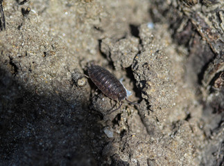 Porcellio scaber otherwise known as the common rough woodlouse or simply rough woodlouse