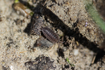 Porcellio scaber otherwise known as the common rough woodlouse or simply rough woodlouse
