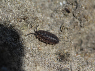 Porcellio scaber otherwise known as the common rough woodlouse or simply rough woodlouse