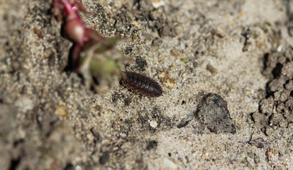 Porcellio scaber otherwise known as the common rough woodlouse or simply rough woodlouse