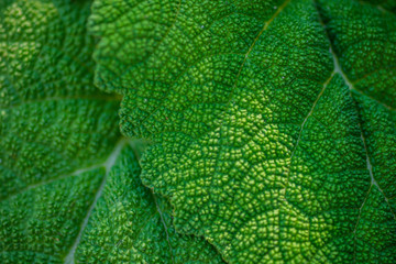 fleshy leaves burdock macro photo for background.