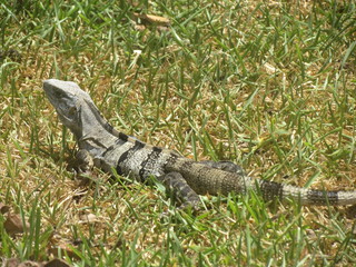 Iguana sobre el pasto