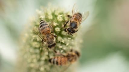 Wildbienen beim Nektarsammeln